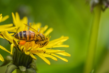 Little bee collecting pollen from a yellow dandelion flower in the meadow
