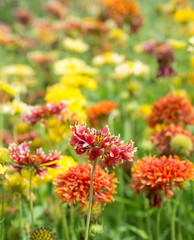 
Gaillardia pulchella flowers in the garden close-up
