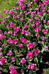 beautiful pink colorful tulips with green leaves