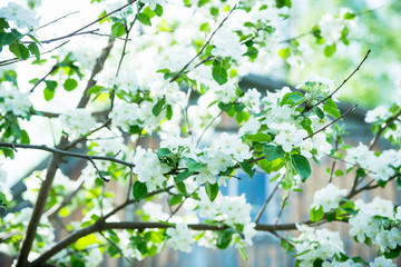 Blooming apple tree in the garden. Selective focus.