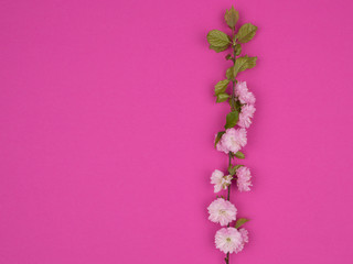 Blossoming branch of almonds decorative on a pink background.