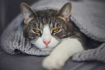 A beautiful striped house cat with yellow eyes lazily lies under a warm knitted blanket in comfort and squints with pleasure.