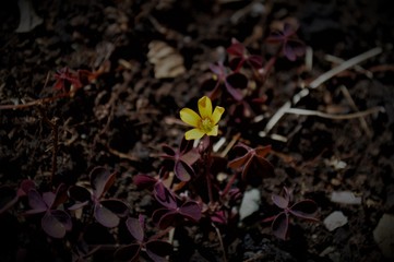 Yellow flower in darkness 