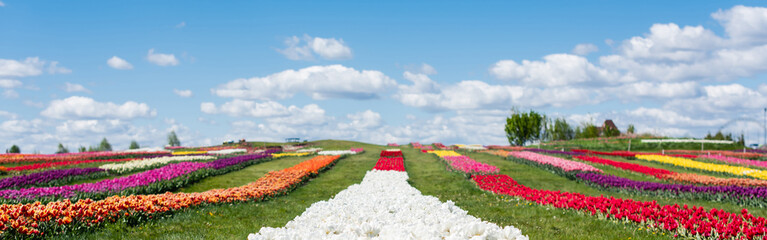 Fototapeta na wymiar colorful tulips field with blue sky and clouds, panoramic shot