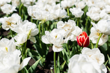 selective focus of red and white tulips growing in field