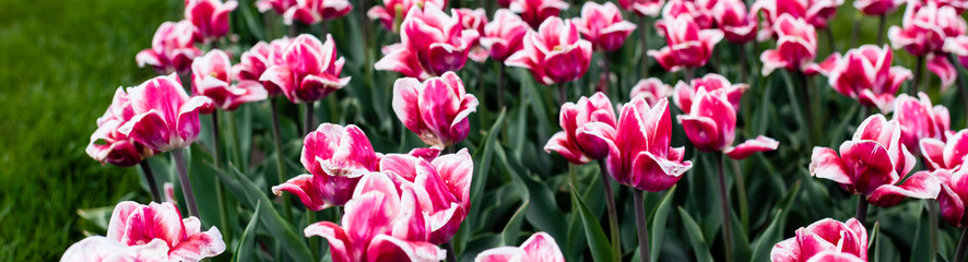 Fototapeta premium beautiful pink colorful tulips growing in field, panoramic shot