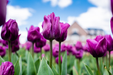 selective focus of colorful purple tulips against blue sky and clouds