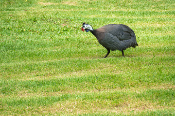 Exotic Guinea fowl eating on green grass. Domestic animal with black and white feathers and a red crest.