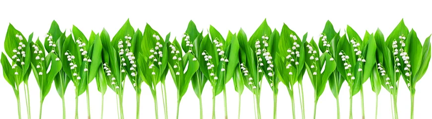 Rolgordijnen Lily of the valley & green leaves wide border white background isolated closeup, may lilly flowers frame, convallaria majalis, summer wallpaper, spring nature pattern, floral texture, foliage ornament © Vera NewSib