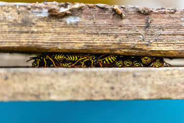 European paper wasp (Polistes dominula) seek shelter between two wooden planks. Concept for hiding,...