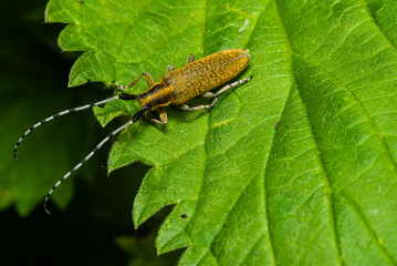 A golden longhorn beetle sits on a leaf, Agapanthia villosoviridescens on a leaf, macro photo