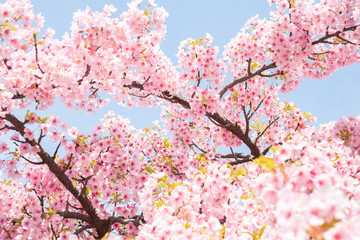 Sakura in a Park in Japan