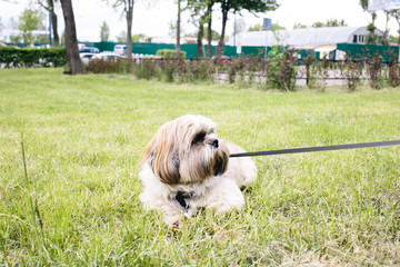 Beautiful shih tzu dog with leash lying on the grass outside on summer day. 