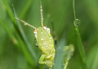 Macro shot of a grasshopper after the rain