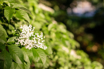 Flores de primavera hojas verdes y soleadas