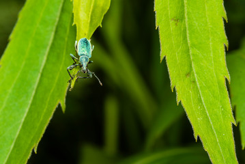 A beautiful beetle on a leaf, Phyllobius pomaceus on a leaf, macro photo