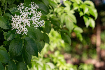 Flores de primavera hojas verdes y soleadas