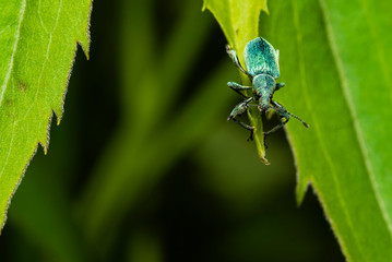 A beautiful beetle on a leaf, Phyllobius pomaceus on a leaf, macro photo