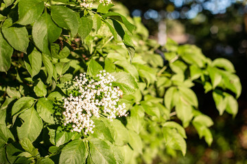 Flores de primavera hojas verdes y soleadas