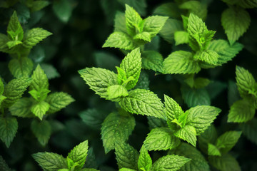 Refreshing fragrant green mint, with dew drops on its leaves, grows in the summer.