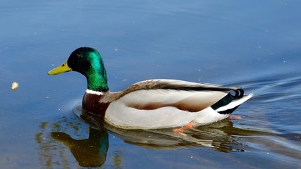 Stockente, Ente männlich, weiblich