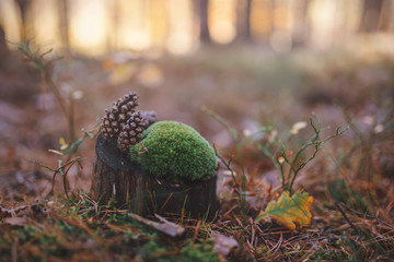 Three pine cones on a stump with autumn moss.