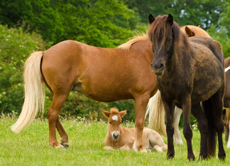 A herd of Icelandic horses with some newborn foal laying in the grass, protected by their mothers