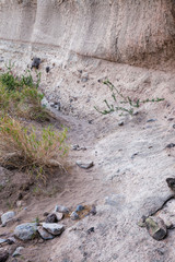 Bushes outdoors in the sunshine