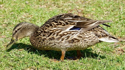 Stockente, Ente männlich, weiblich