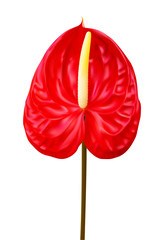 Red Anthurium andraeanum (Flamingo flower) flower isolated on white background. Vector illustration useful for any tropical floral design, wedding invitation and etc.