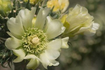 Southwest light green Cholla flower macro.
