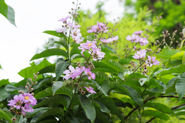 Beautiful blooming purple flowers in summer