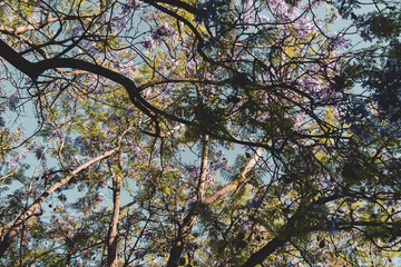Bottom view of the tree top. Shot from below against the blue sky with the sun.