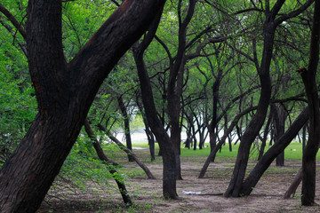 Rows of trees and foliage in Indian jungle