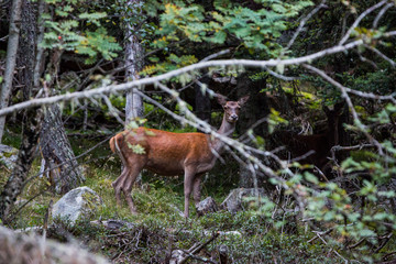 Deer in Capcir forest, Cerdagne, France