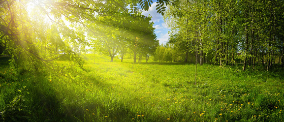Bright sun rays break through greenery trees in Park on Sunny day in nature outdoor. Bright...