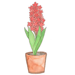 Hand drawn watercolor hyacinth flower on white background. Botanical illustration of blooming floral for wedding invitations, greeting card design, etc.
