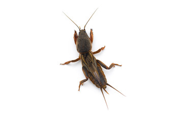 the European mole cricket macro photo isolated on white background 