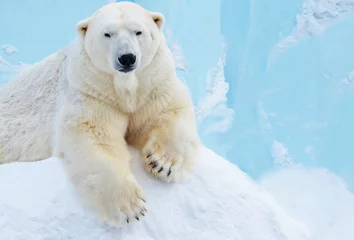 Rolgordijnen polar bear on ice © elizalebedewa