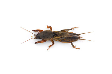 the European mole cricket macro photo isolated on white background 