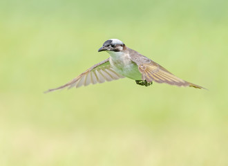 Light-vented bulbul in flight with beautiful out of focus background