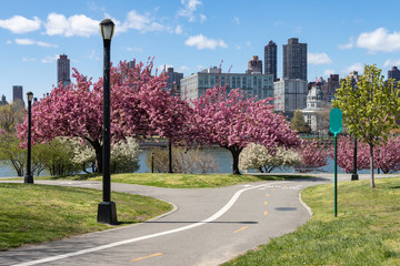 Empty Trail with Pink Flowering Crabapple Trees during Spring at Rainey Park in Astoria Queens New York