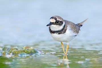 Little ringed plover poses in a tide pool.