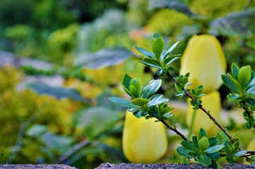 yellow tulip flowers in the garden