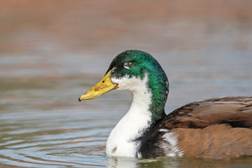 Close up shot of a beautiful male mallard with a damaged eye.