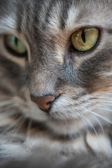 Closeup face of a tabby gray cat as a background