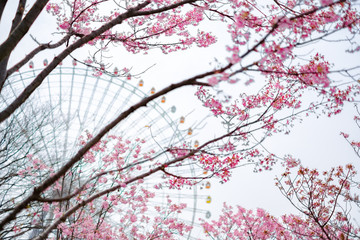 Sakura with Ferris Wheel in a Park in Japan