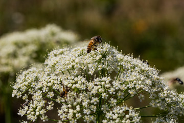 Bee and flower in Pyrenees, France