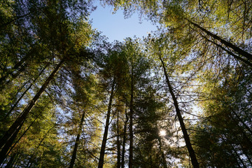 Blue sky through the canopy of tall trees in Himalayan jungle in Bhutan 