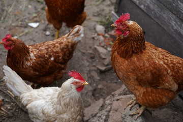 Chicken standing on a rural garden in the countryside. Close up of a chicken standing on a backyard shed with chicken coop. Free range birds